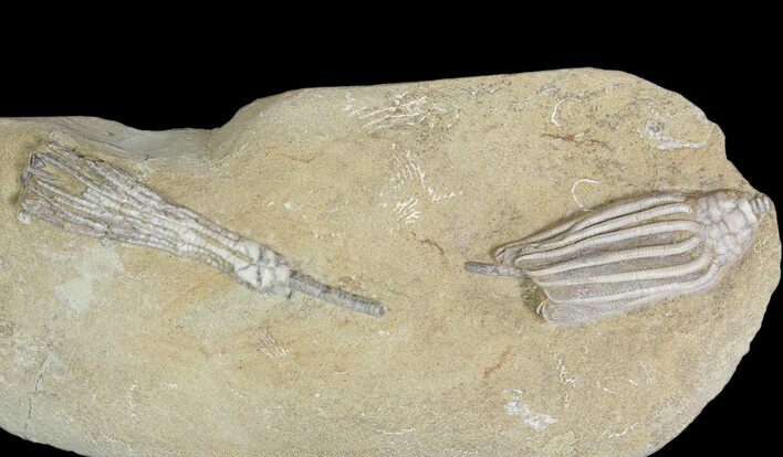 Pair of D Crinoid Fossils - Crawfordsville, Indiana #92522
